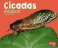 Cicadas (Pebble Plus)