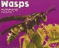 Wasps (Bugs, Bugs, Bugs! )