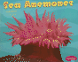 Sea Anemones (Pebble Plus. Under the Sea)