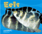 Eels (Under the Sea)