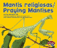 Mantis Religiosas/Praying Mantises