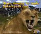 Tigre Dientes De Sable/Sabertooth Cat (Dinosaurios Y Animales Prehistoricos/Dinosaurs and Prehistoric Animals) (English and Spanish Edition)