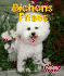 Bichons Frises (Pebble Books)