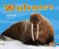 Walruses (Pebble Plus: Under the Sea)