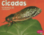 Cicadas (Pebble Plus; Bugs, Bugs, Bugs)