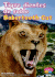 Tigre Dientes De Sable/ Sabertooth Cat Bilingual Interactive Cdrom