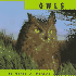 Owls (Animals)