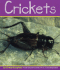 Crickets (Pebble Books)