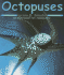 Octopuses (Pebble Books)