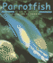 Parrotfish (Pebble Books)
