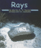 Rays