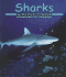 Sharks (Ocean Life)