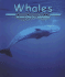 Whales (Ocean Life)