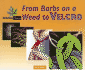 From Barbs on a Weed to Velcro (Imitating Nature)
