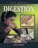 Digestion (Look at Your Body)