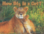 How Big is a Cat? (Steck-Vaughn Shutterbug Books Leveled Reader: Math)