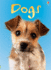 Dogs (Beginners) (Usborne Beginners)
