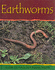 Earthworms (Minibeasts)