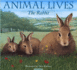 The Rabbit (Animal Lives)