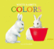 White Rabbit's Colors (Little Rabbit Books)