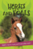 It's All About...Horses and Foals