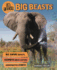 In Focus: Big Beasts Format: Hardcover