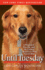 Until Tuesday: a Wounded Warrior and the Golden Retriever Who Saved Him