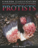 Protozoans, Algae & Other Protists