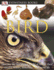 Bird (Dk Eyewitness Books)