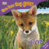 The Fox (Animal Life Series)