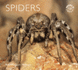 Spiders