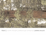 Tree: a New Vision of the American Forest
