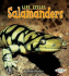 Salamanders (First Step Nonfiction)