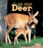 Deer