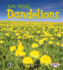 Dandelions (First Step Nonfiction)