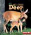 Deer Format: Paperback