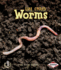Worms (First Step Nonfiction-Animal Life Cycles)