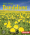 Dandelions (First Step Nonfiction-Plant Life Cycles)