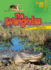 The Everglades (Lightning Bolt Books �-Famous Places)