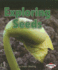 Exploring Seeds (First Step Nonfiction: Let's Look at Plants)