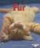 Fur (First Step Nonfiction)