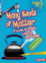 Many Kinds of Matter: a Look at Solids, Liquids, and Gases (Lightning Bolt Books �-Exploring Physical Science)