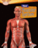 Your Muscular System (Searchlight Books? ? How Does Your Body Work? )