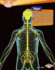 Your Nervous System Format: Library