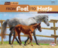 From Foal to Horse (Start to Finish, Second Series)
