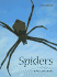 Spiders (Animalways)