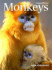 Monkeys