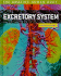 Excretory System (the Amazing Human Body)