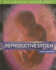 Reproductive System (the Amazing Human Body)
