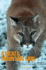 Stalked By a Mountain Lion: Fear, Fact, and the Uncertain Future of Cougars in America